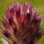 Indian Clover (Trifolium albopurpureum): An annual California native which also grows up to British Columbia & down as far as Baja.